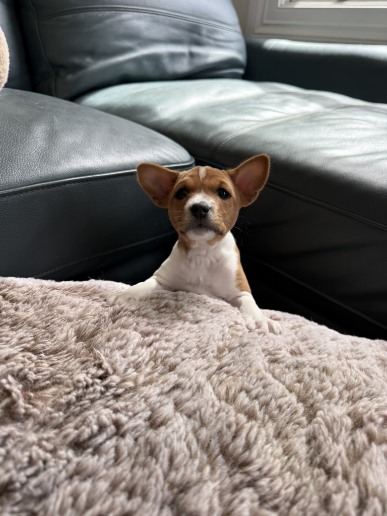 A curious Basenji puppy looking over a soft blanket