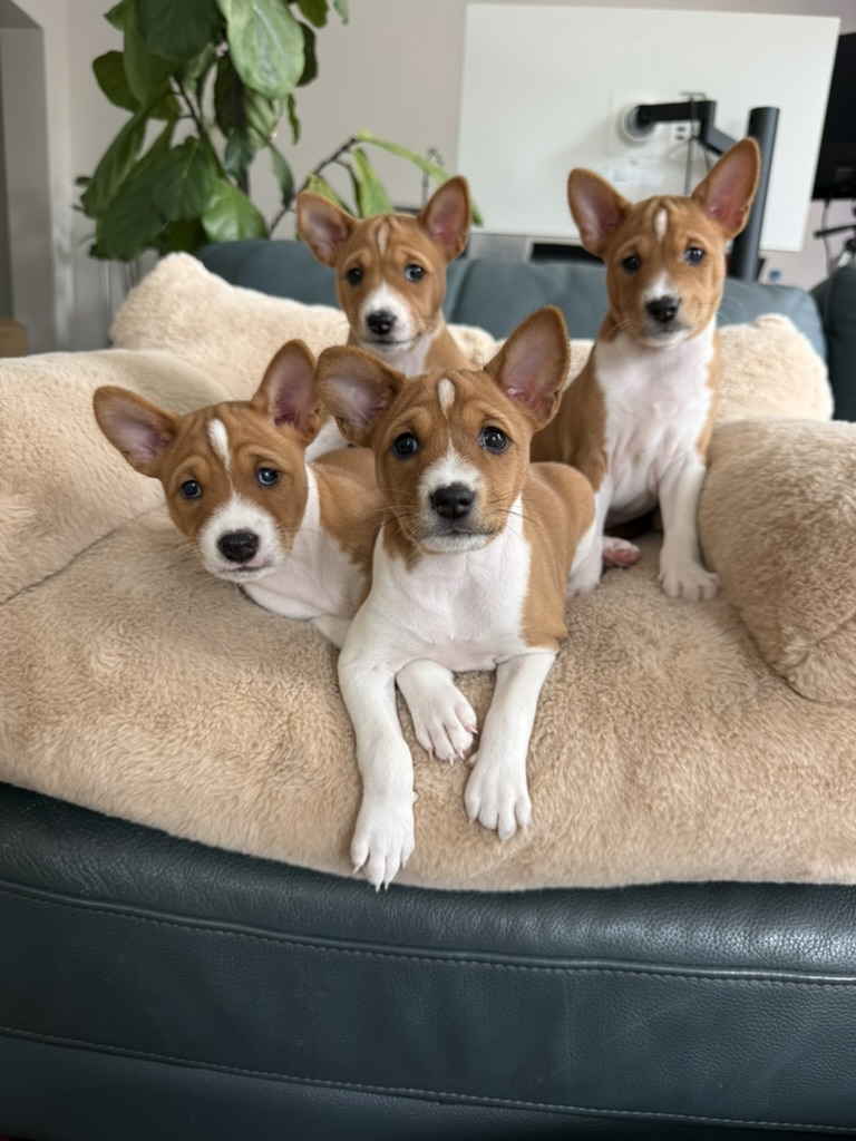 Four alert Basenji puppies together on a soft chair