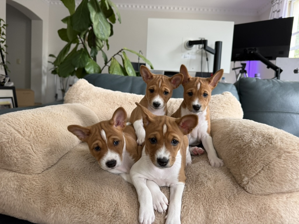 Four Basenji puppies relaxing together in a family living room