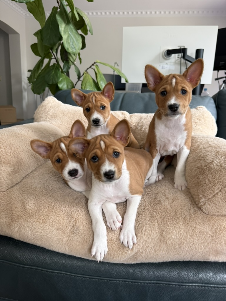 Four red and white Basenji puppies sitting together at home