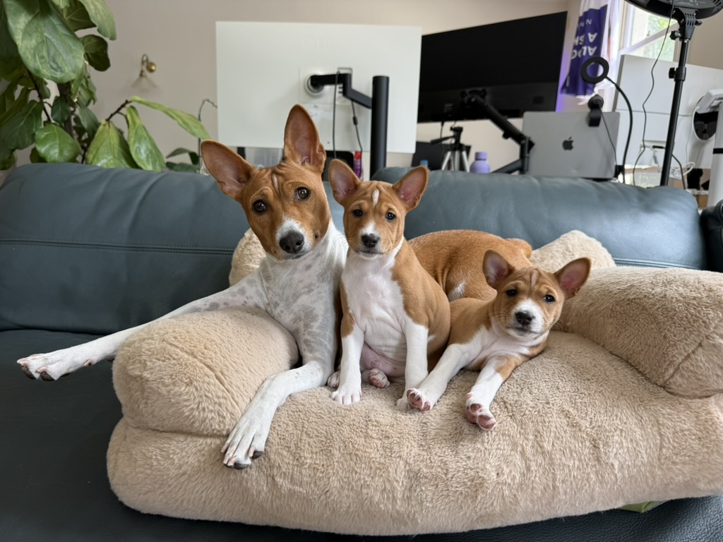 An adult Basenji and two puppies together on a soft chair
