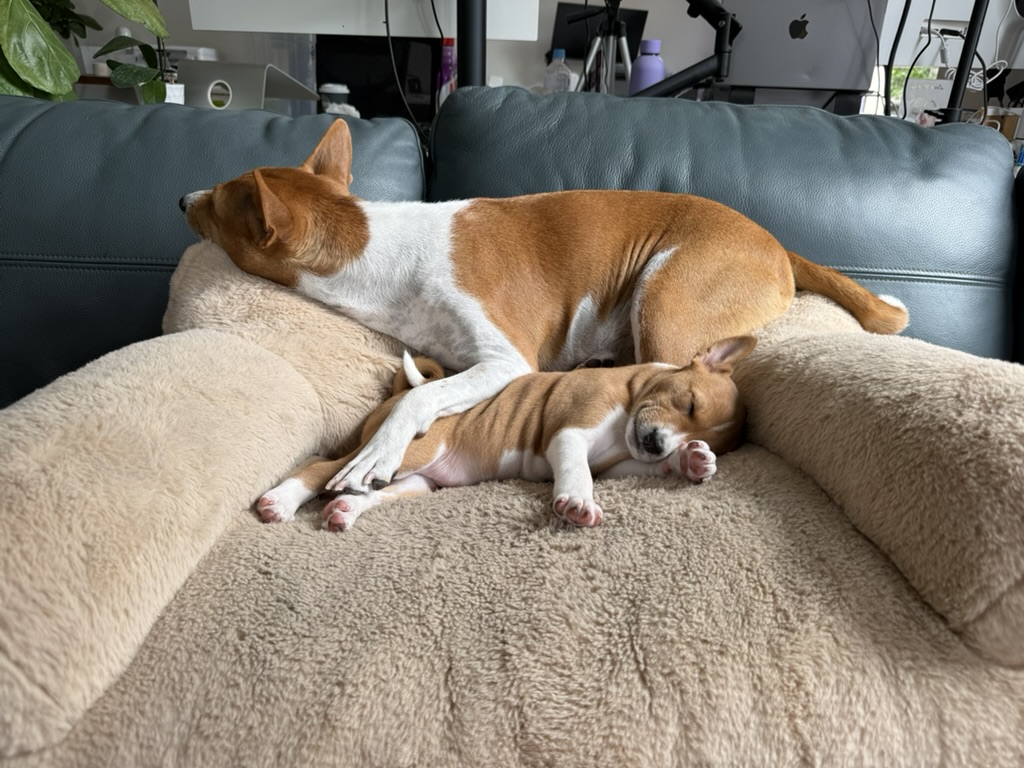 An adult Basenji resting close to a sleeping puppy