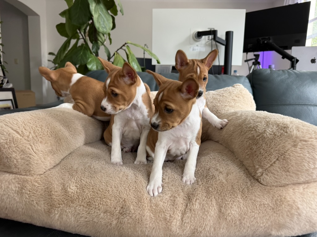 Basenji puppies exploring together in their home environment