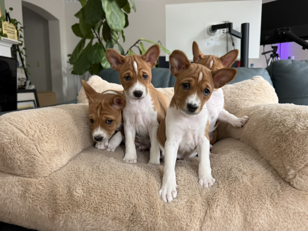Four Basenji puppies on a soft sofa at home