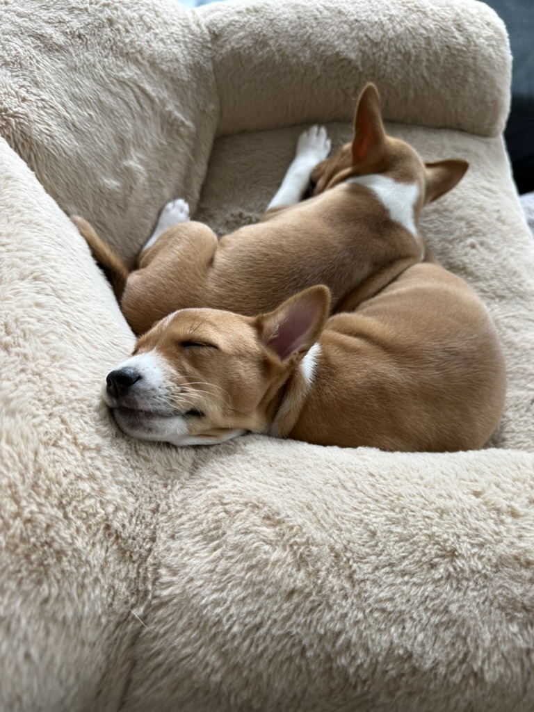 Two young Basenji puppies sleeping together in a soft chair