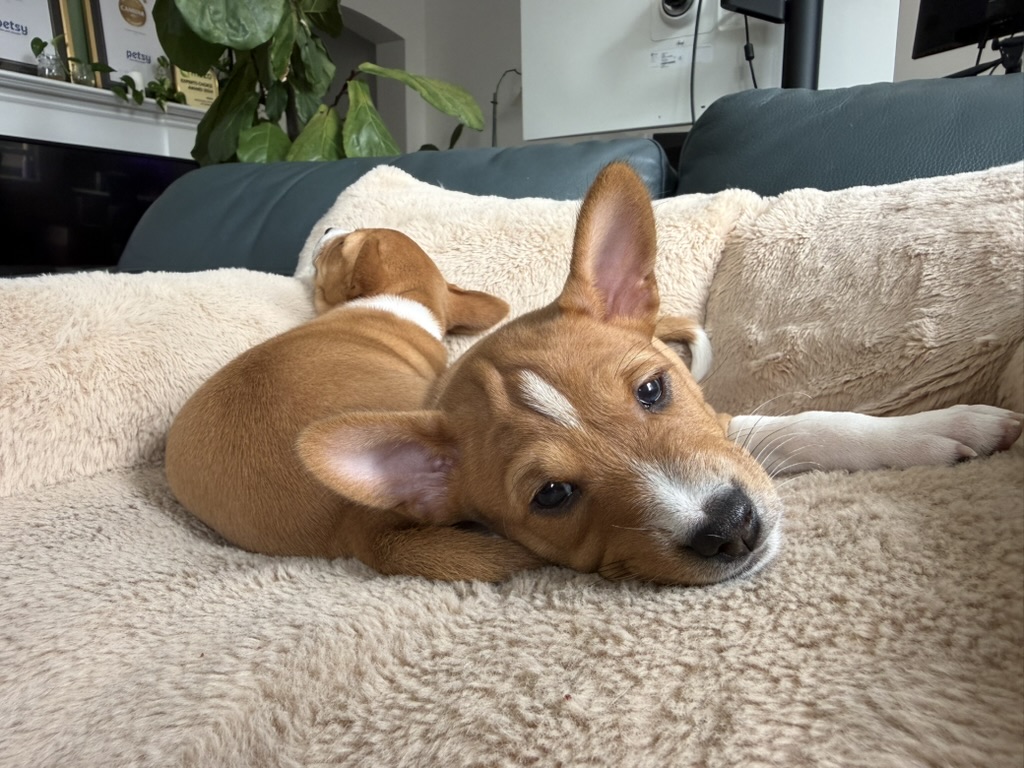 A relaxed Basenji puppy resting in a soft chair