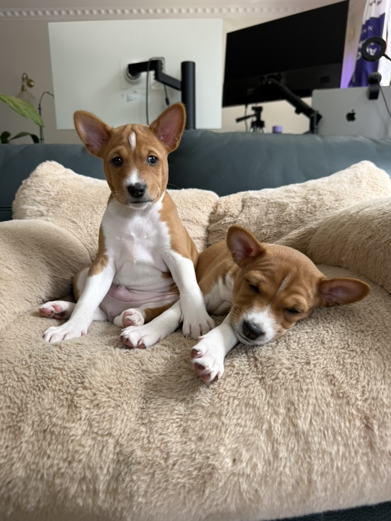 Two Basenji puppies resting side by side